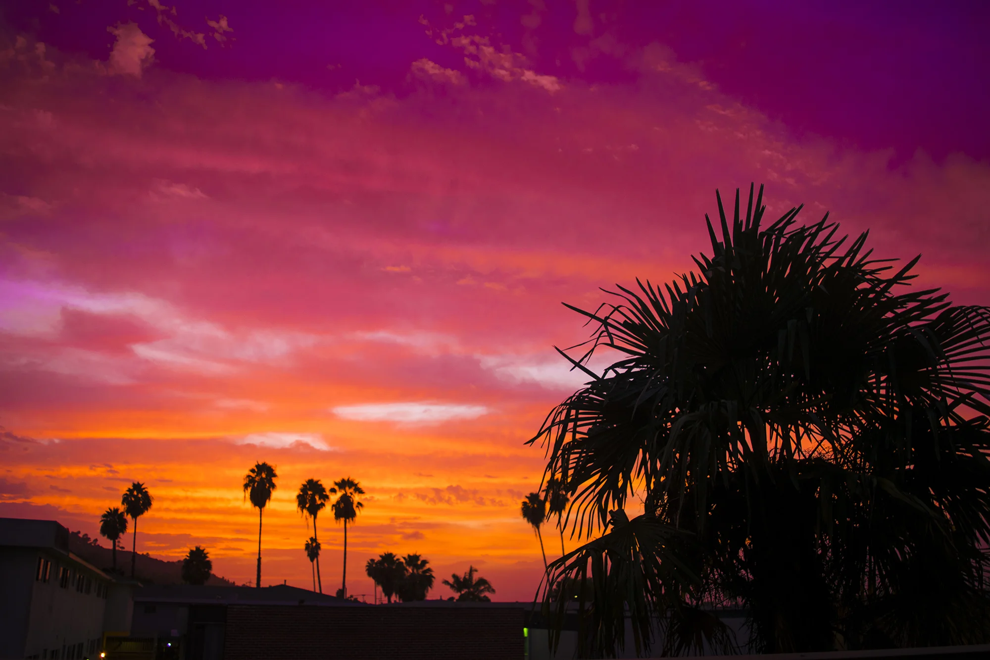 Sunset-Scarlet.jpg