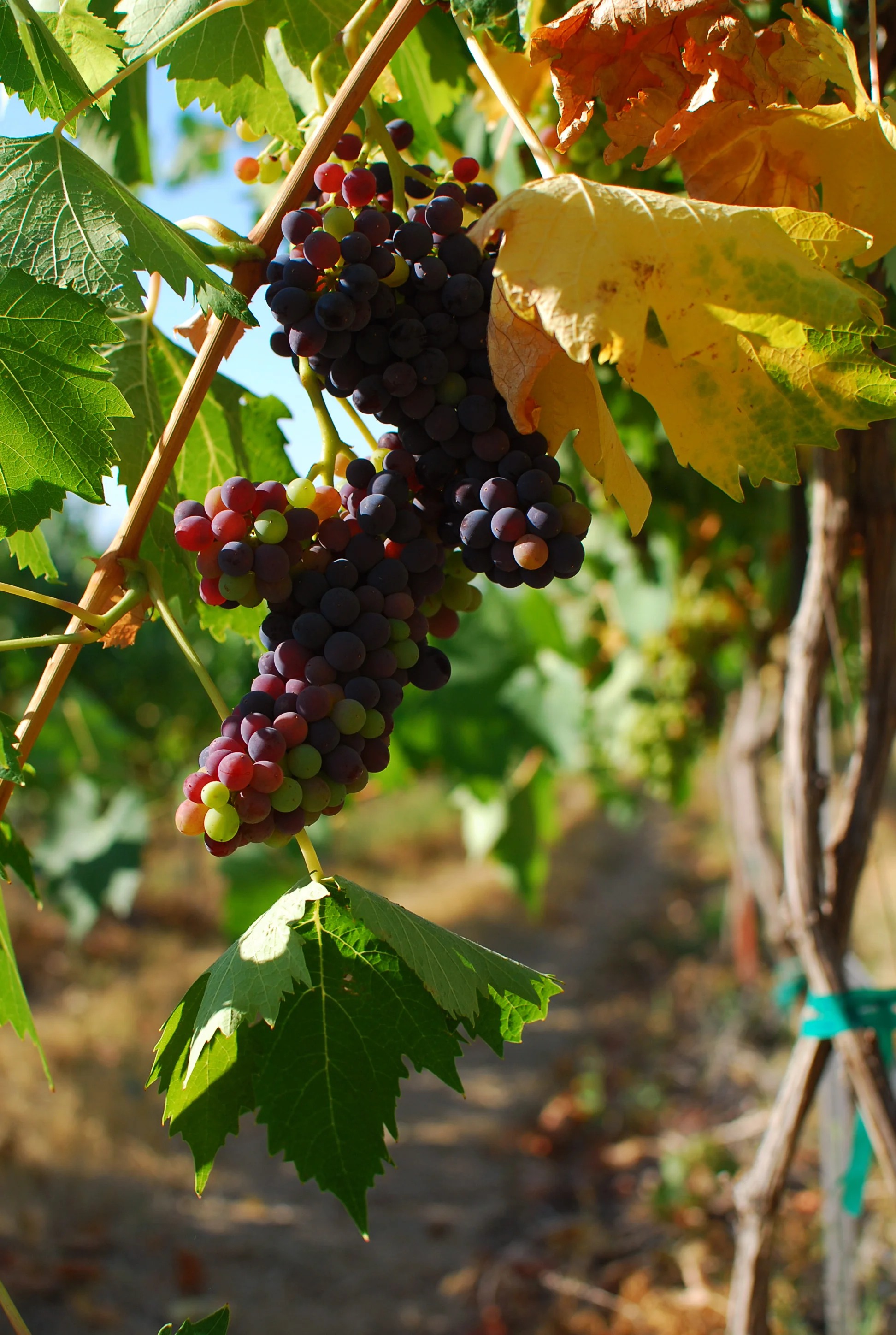 Sangiovese2.jpg
