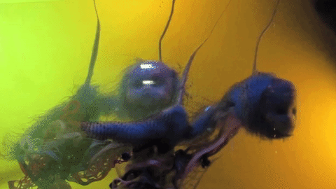 giphy-downsized-large (11).gif