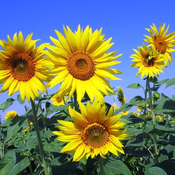 Grief in the Summer
