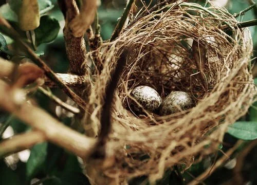 Peeking Into the Nest