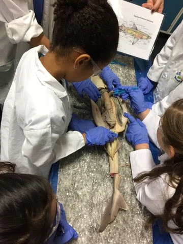 Dissection Lab Sessions Summer 2021
