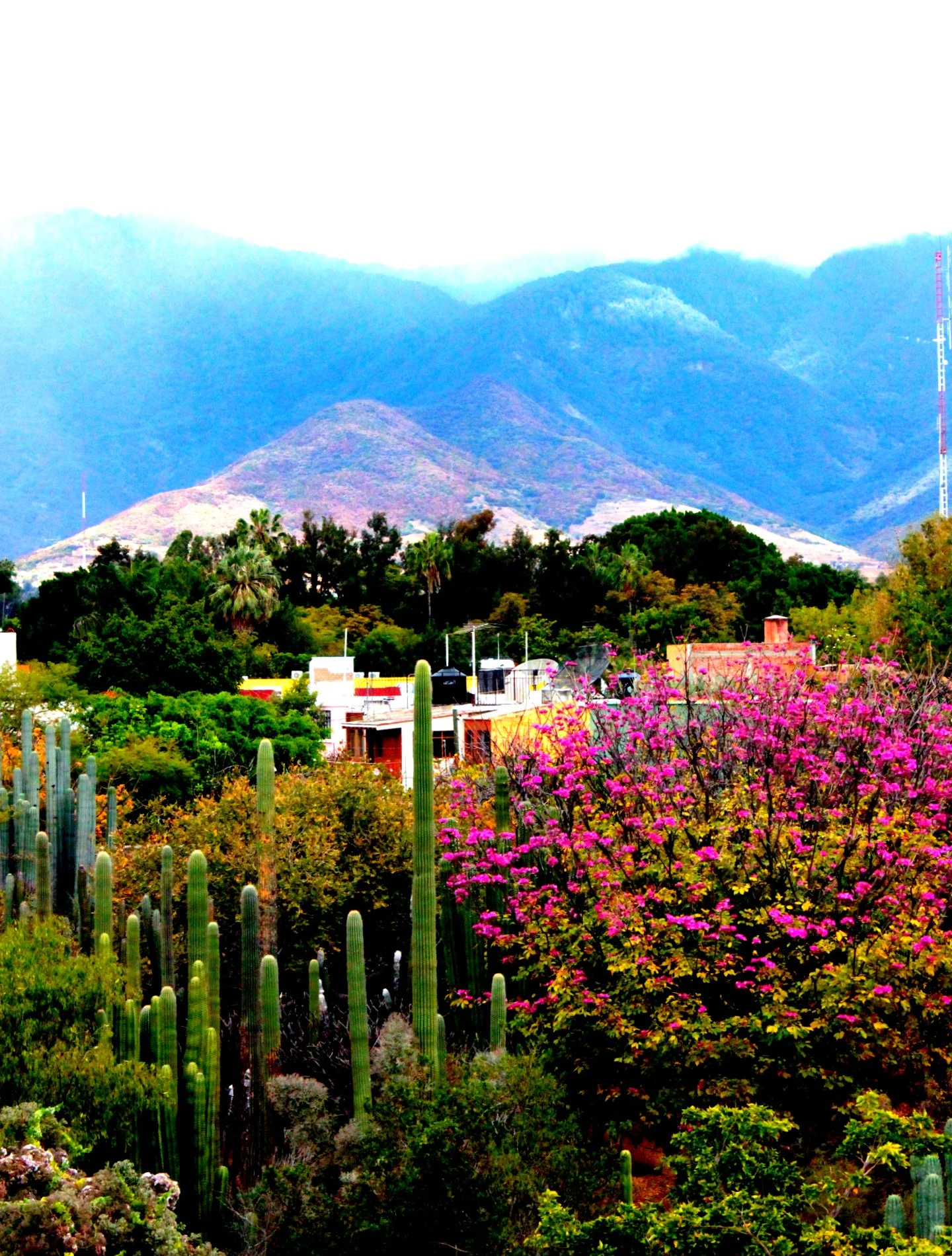 View of the botanical garden
