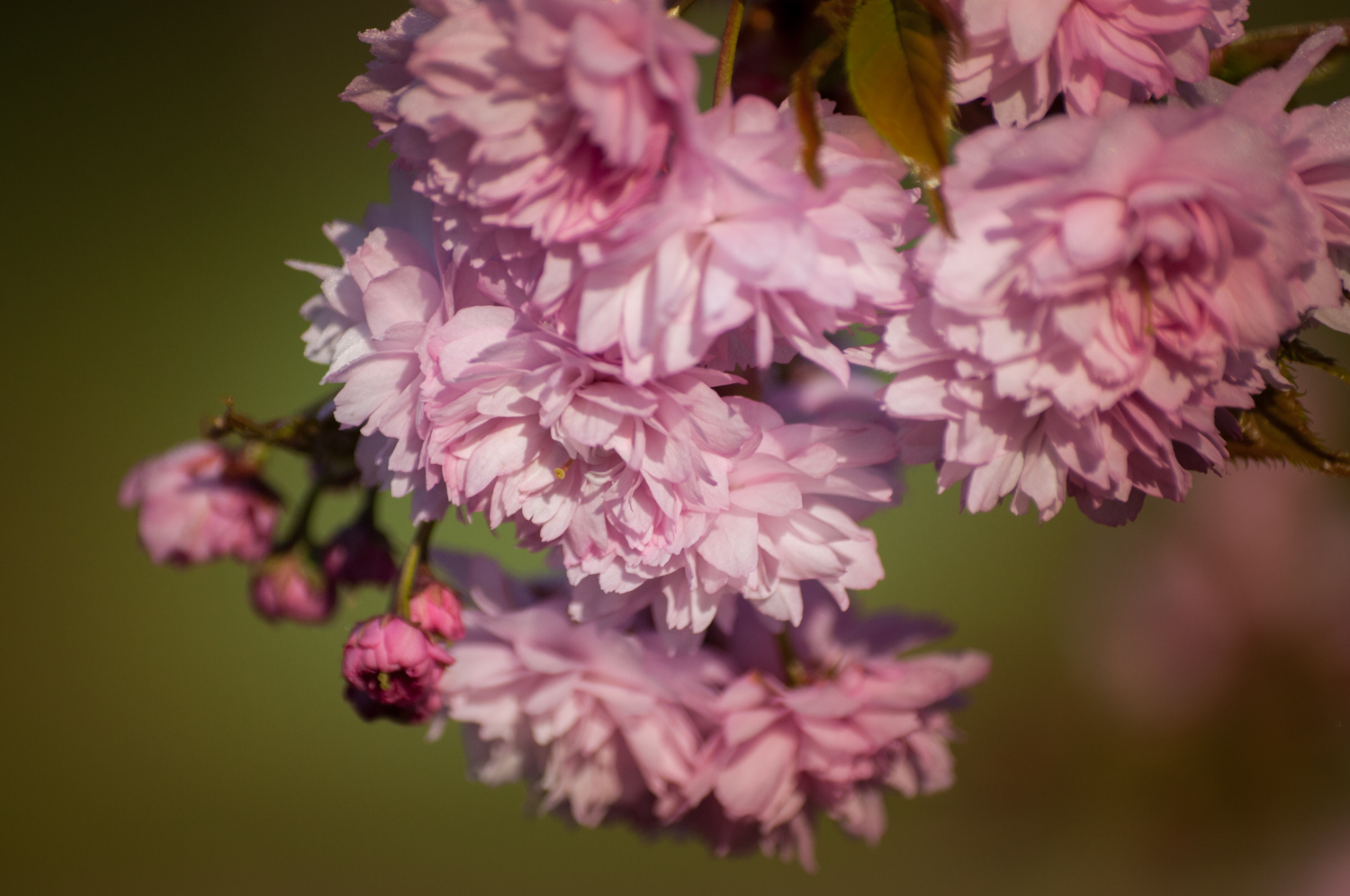 Fleurs de prunus kiku shidare sakura , cerisier pleureur