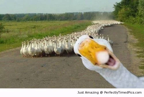 That one duck.jpg