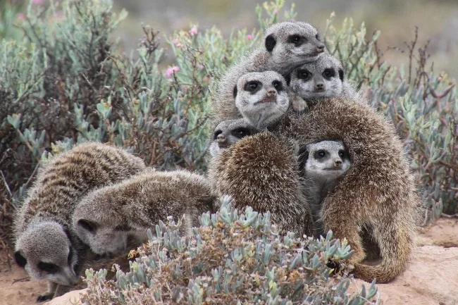 Meerkats Watching.jpg
