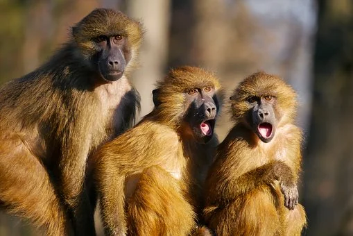 Shocked monkeys.jpg