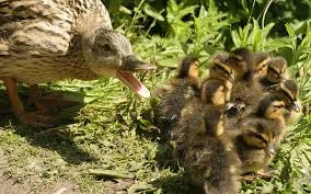 MOther duck.jpg