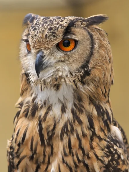 Owl.jpg
