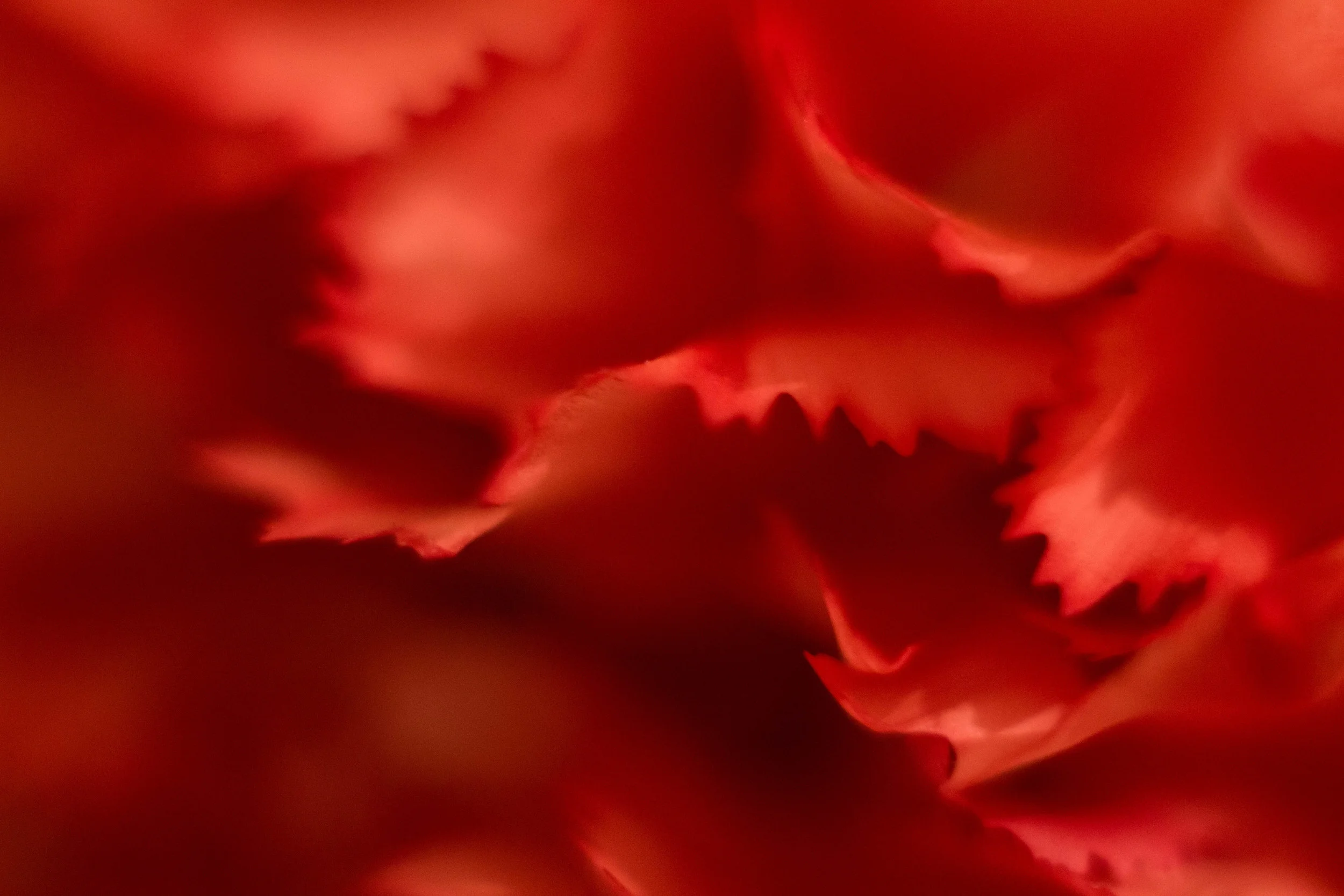 Carnation