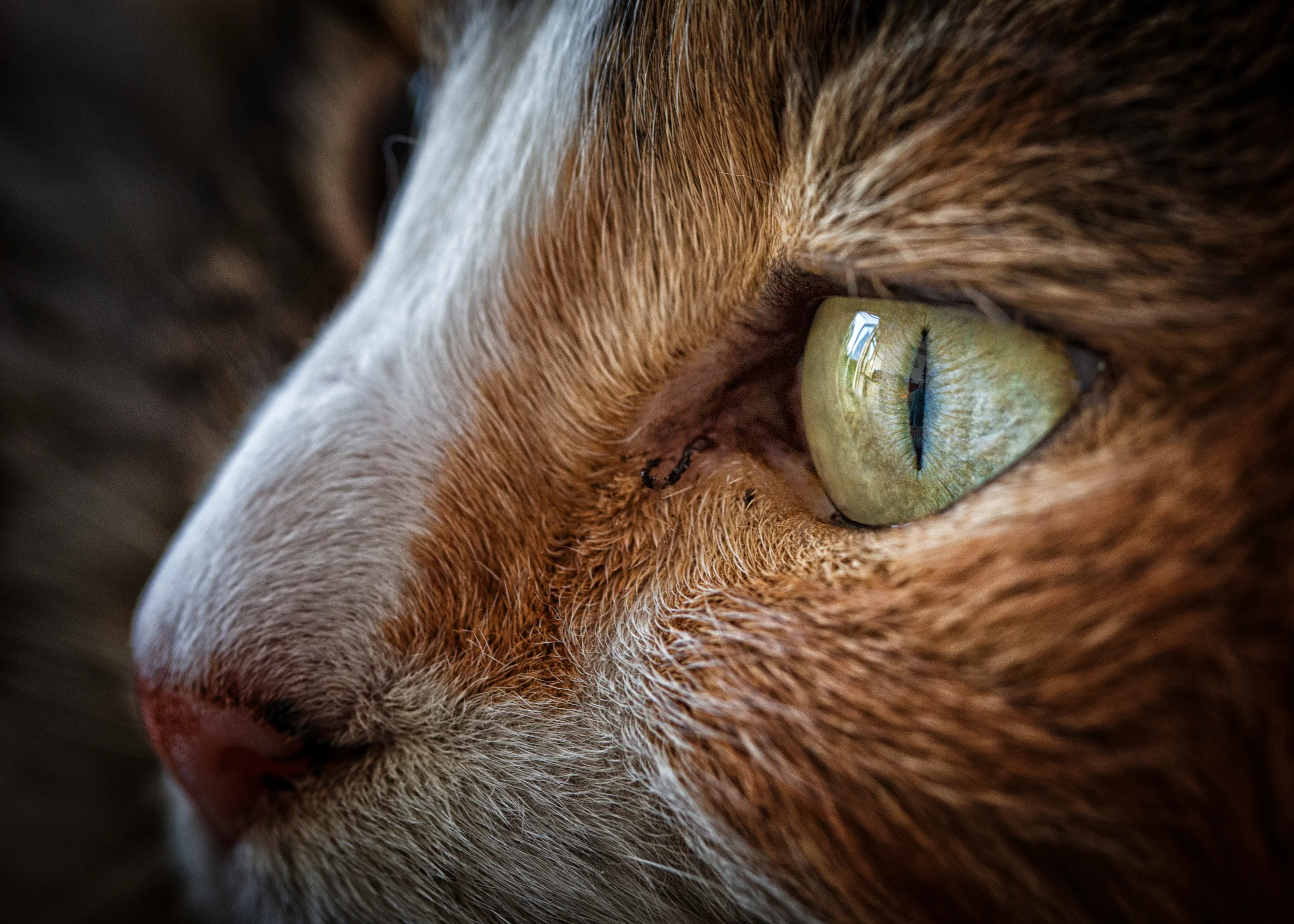 Eye on the Door.
