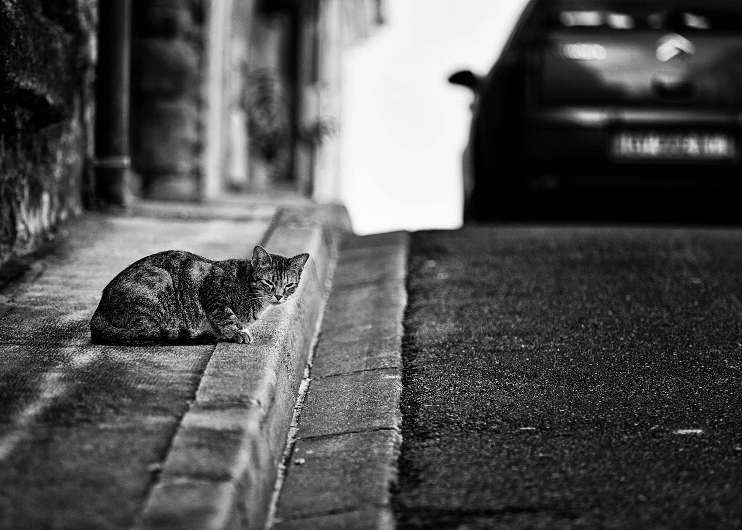 Street Cat.