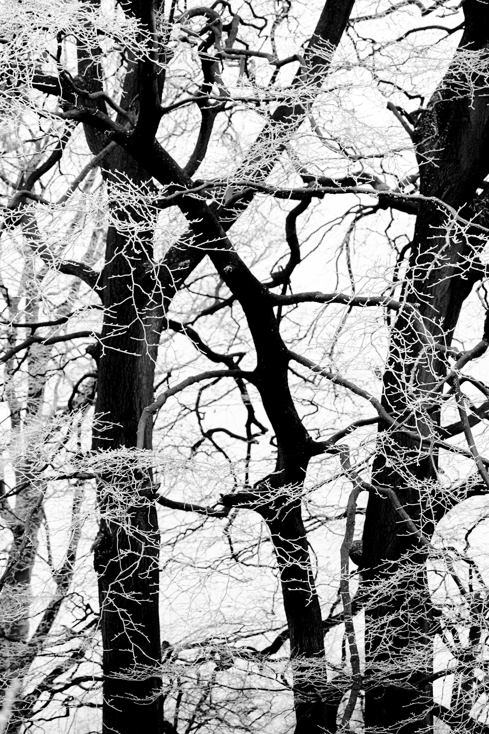 Frost and Fog - A New Year's Day Tale