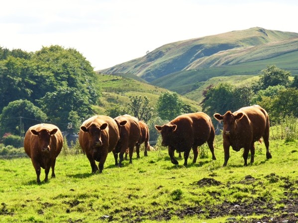 Windy Gowl Red Angus cattle Edinburgh...