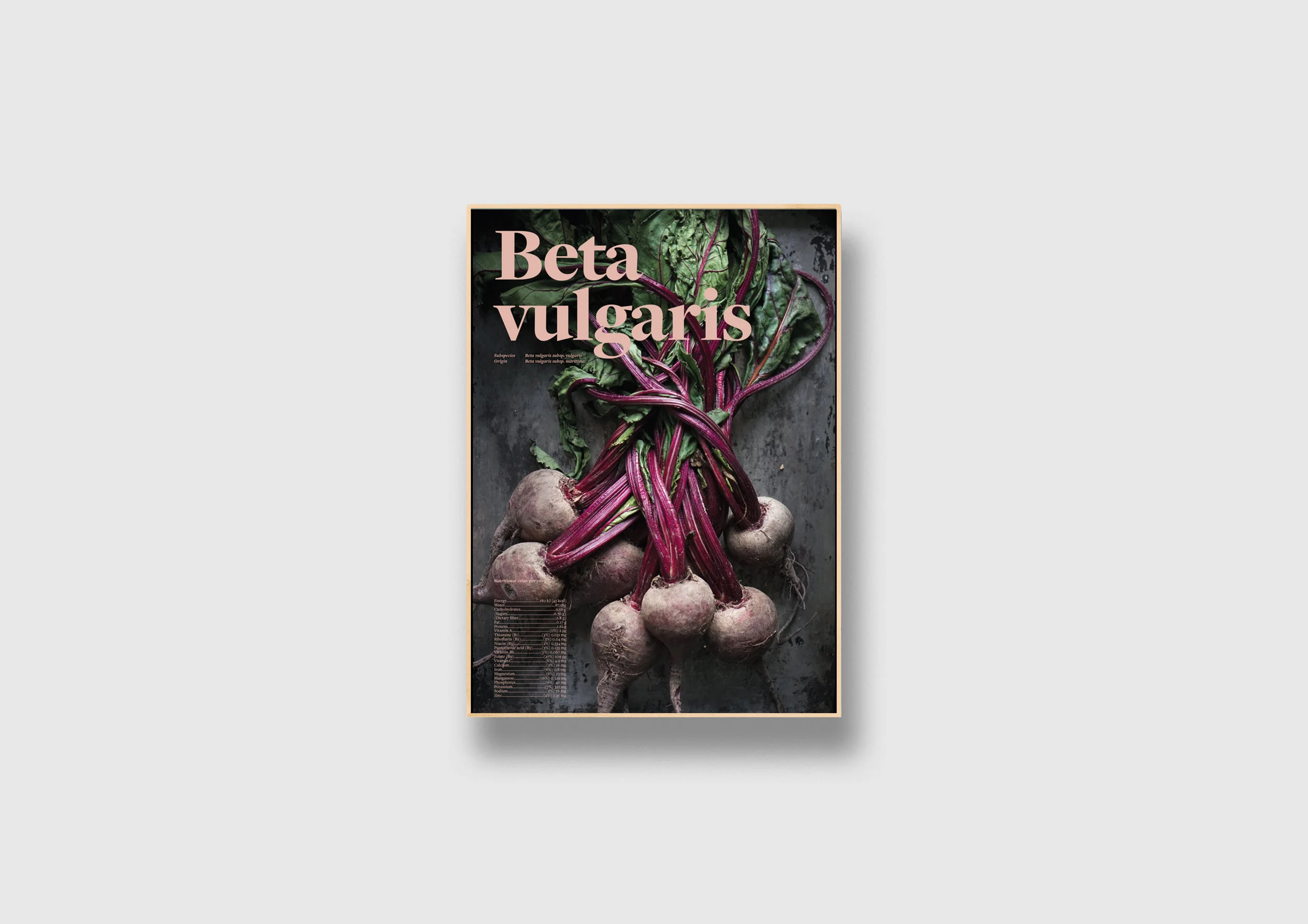 Poster_Beta vulgaris_Large.jpg