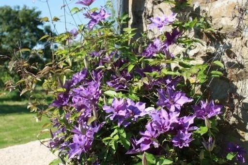 La Faisanderie - fleurs