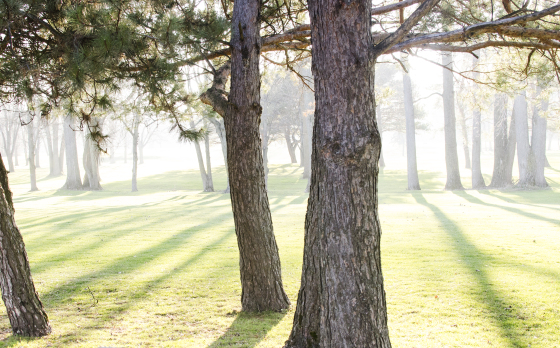 trees.jpg