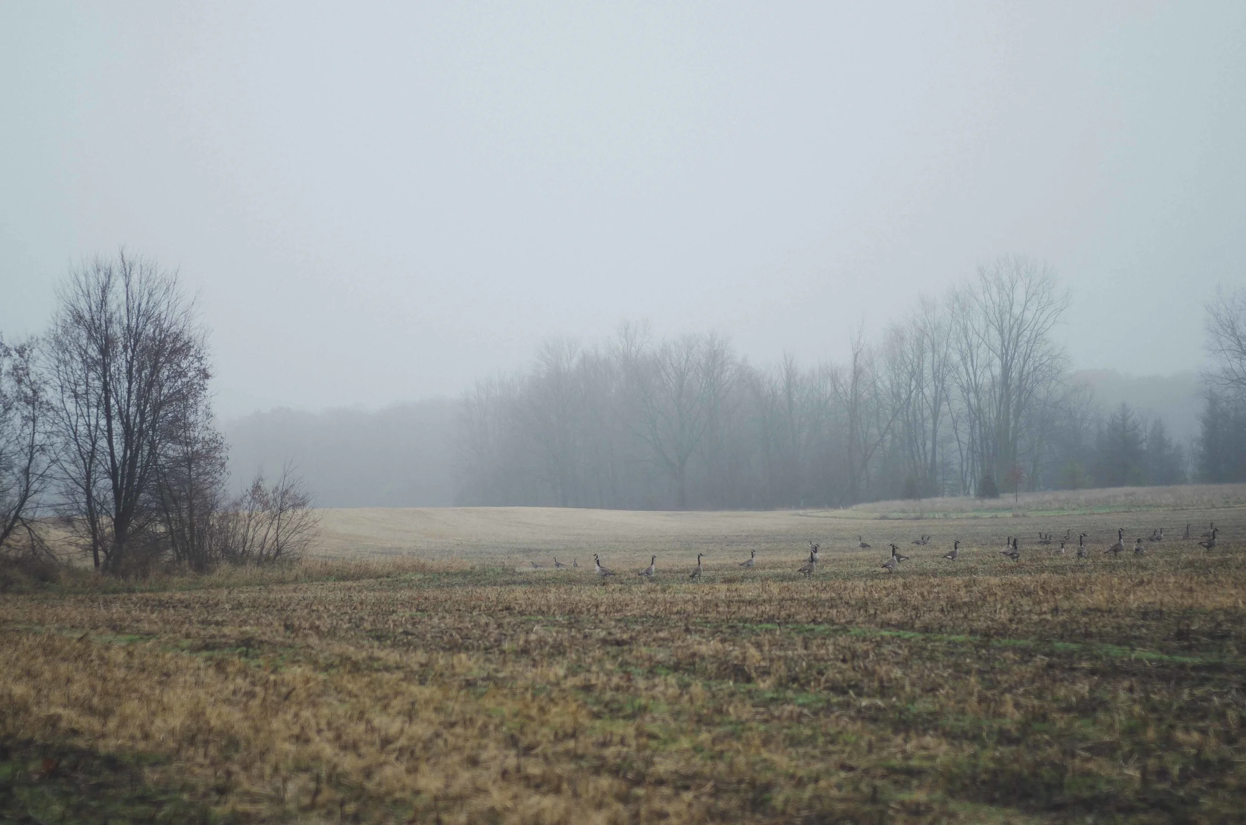 fall-1.jpg