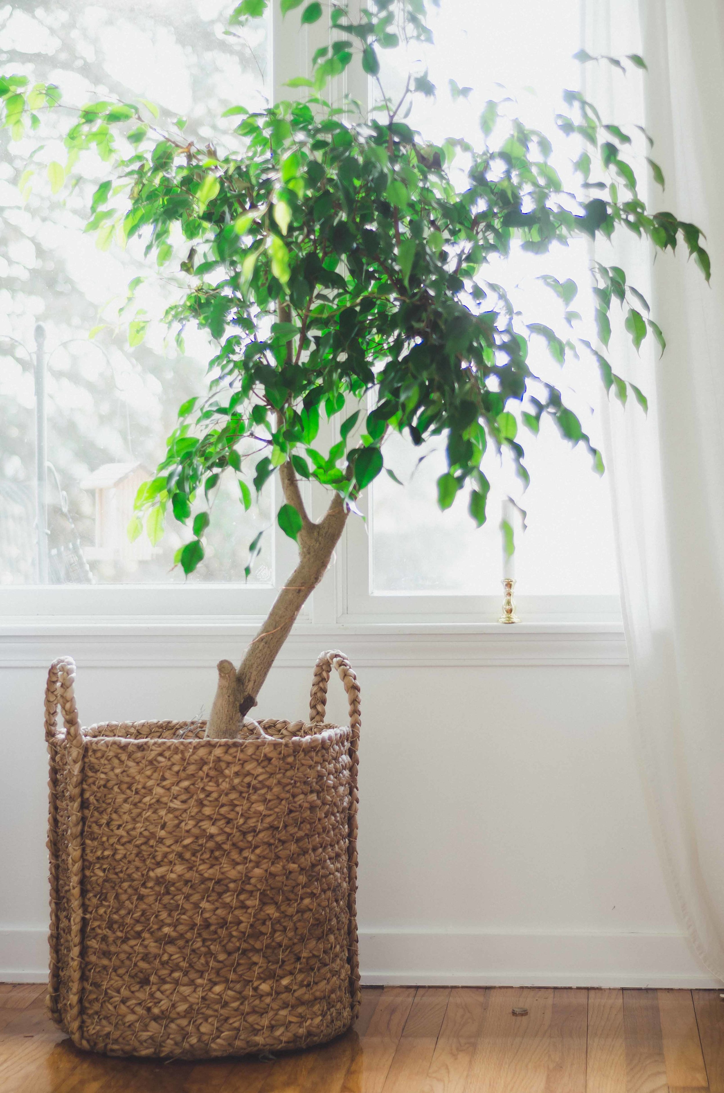 plants-12.jpg
