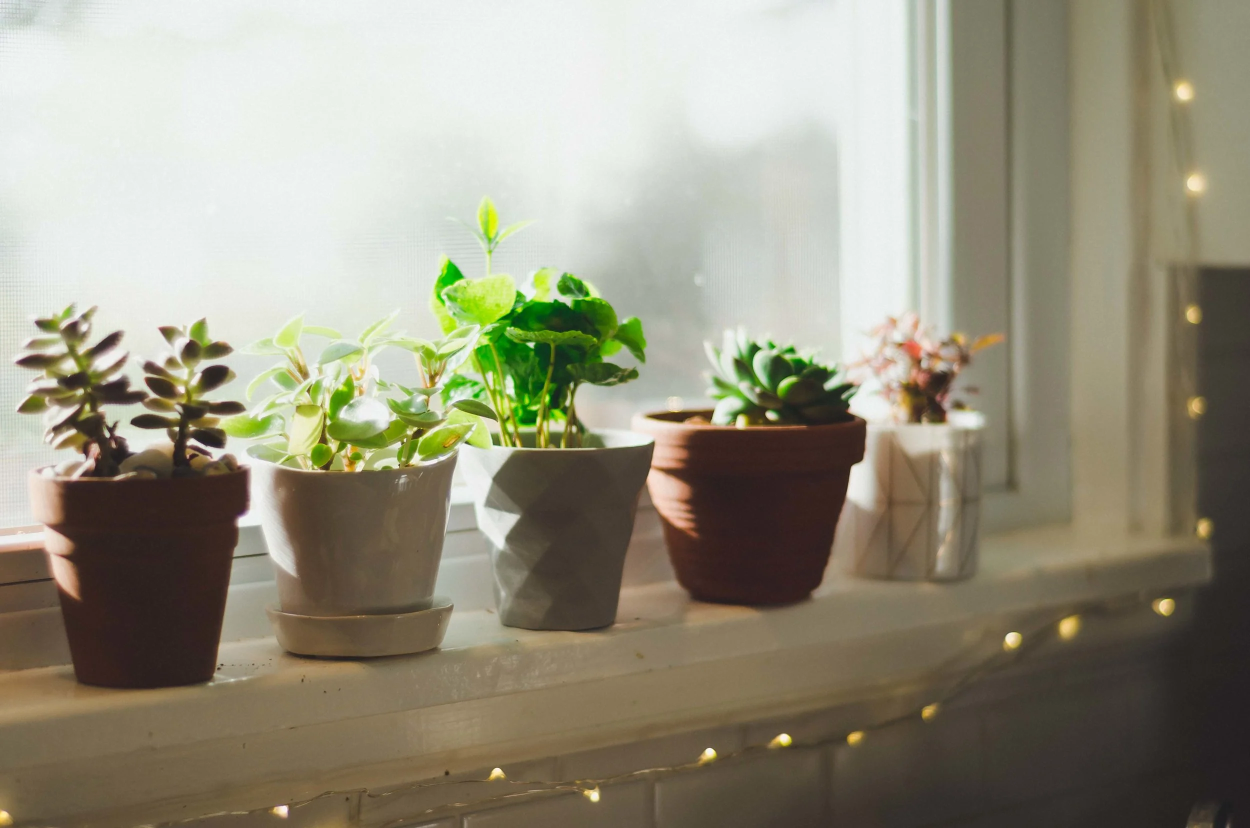 plants-4.jpg