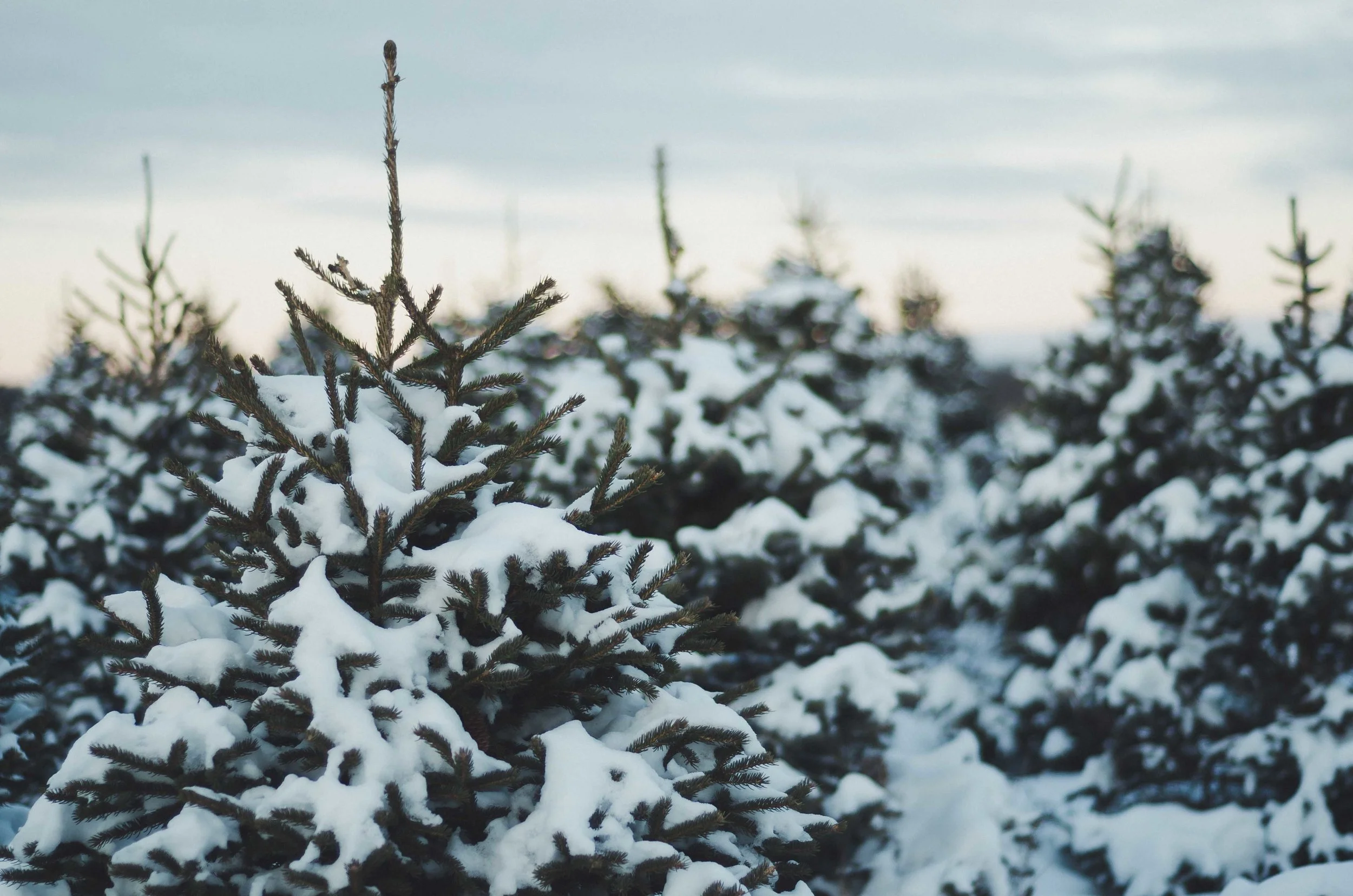 snow-33.jpg