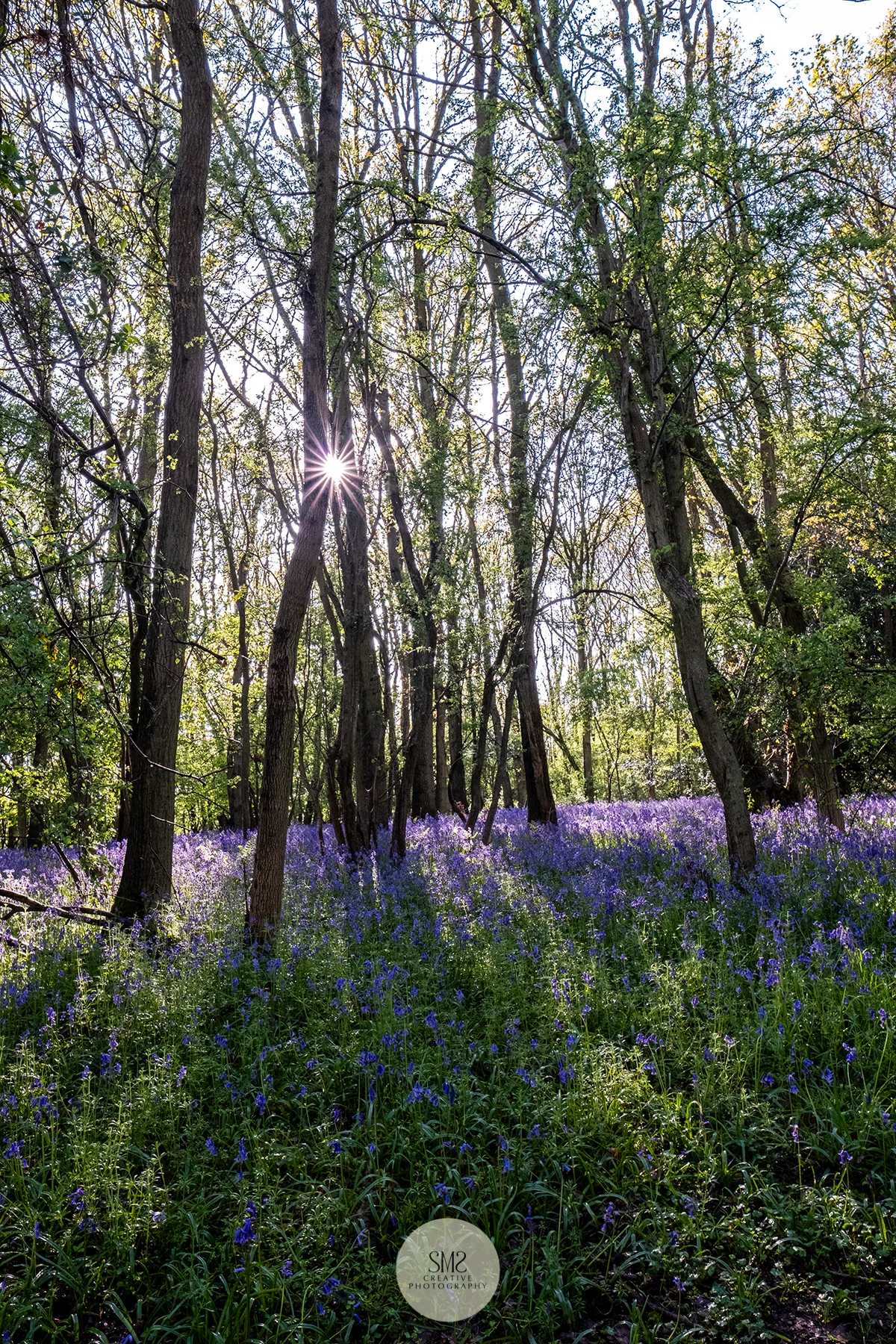 SMS Creative Photography - Bluebells569c.jpg