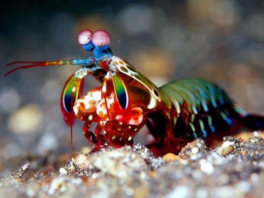 A Beautiful Mantis Shrimp