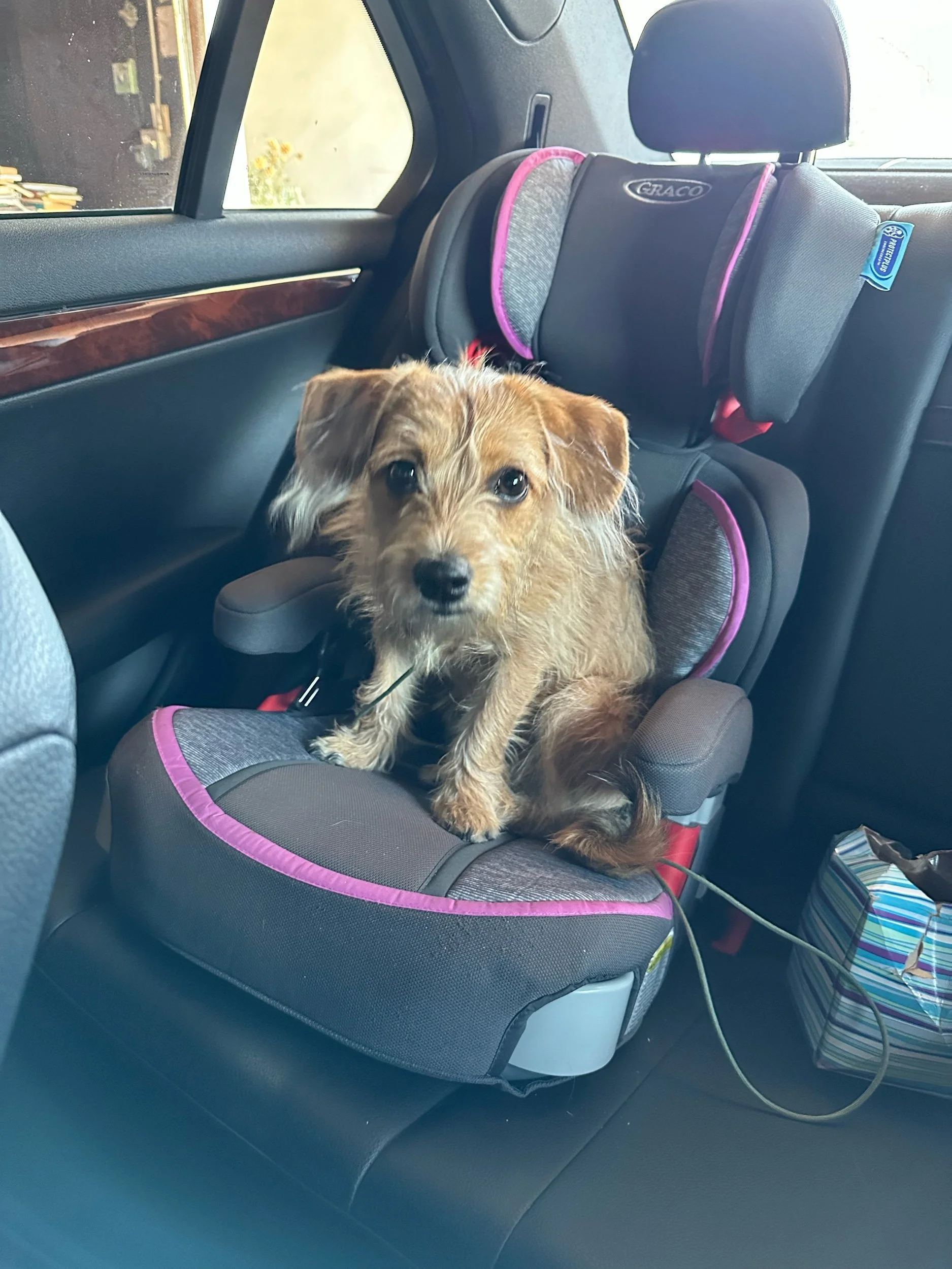 Now That we Have a Dog