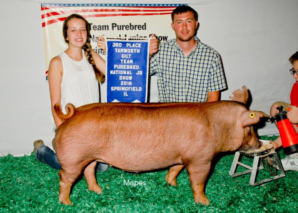 Third Overall Tamworth Gilt