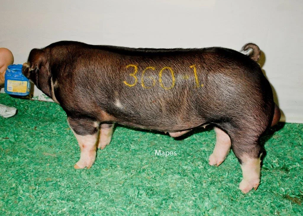 Champion Poland Boar