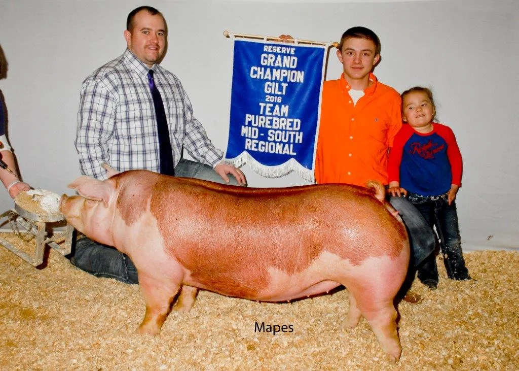 Reserve Grand Champion Gilt