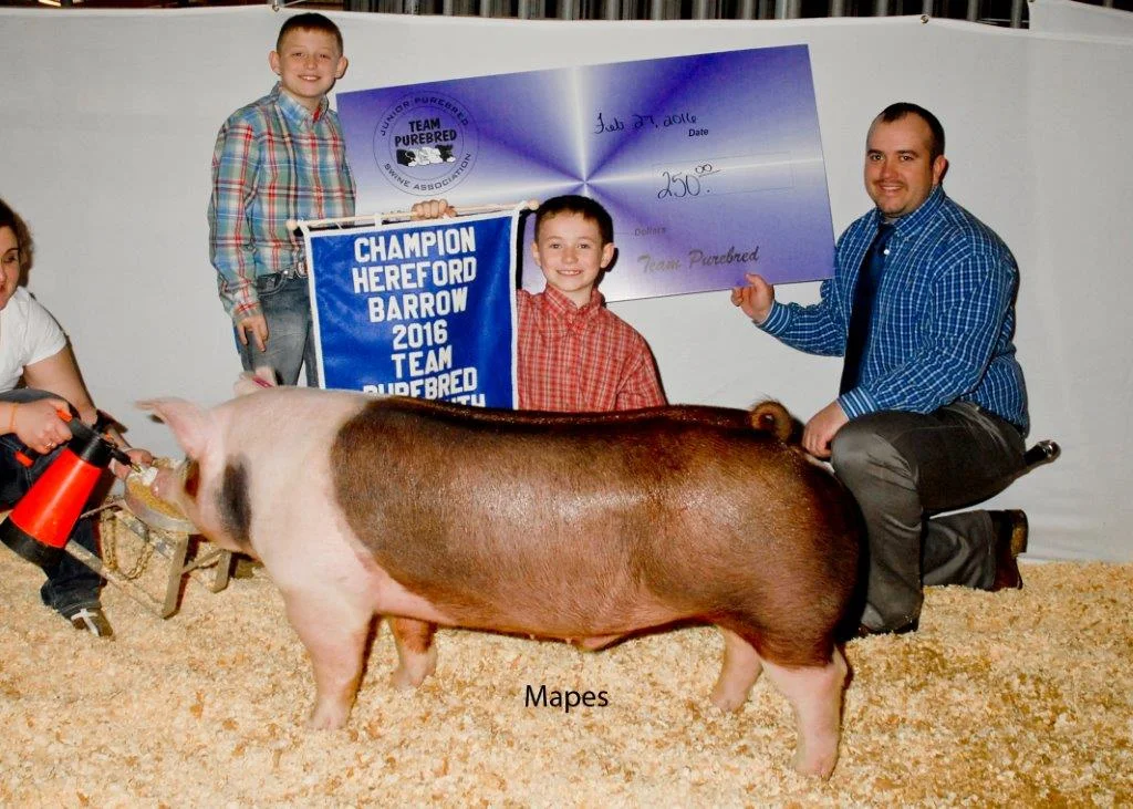 Champion Hereford Barrow