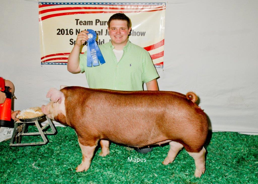 Gilt Class Winner