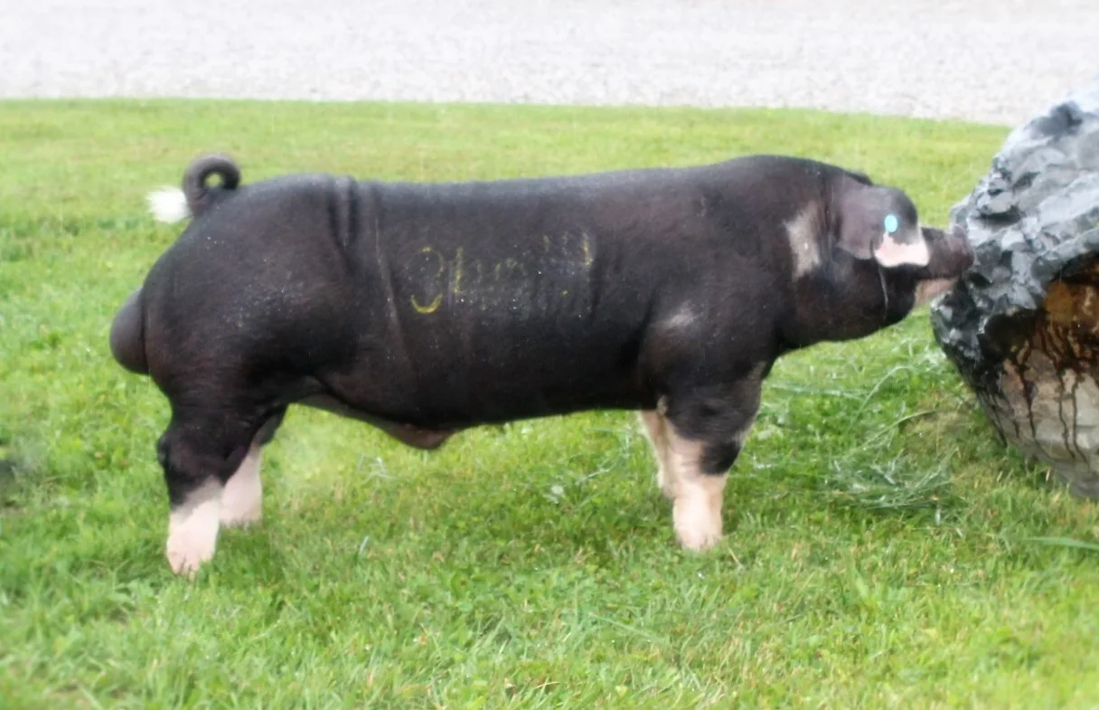 $10,000 Poland Boar
