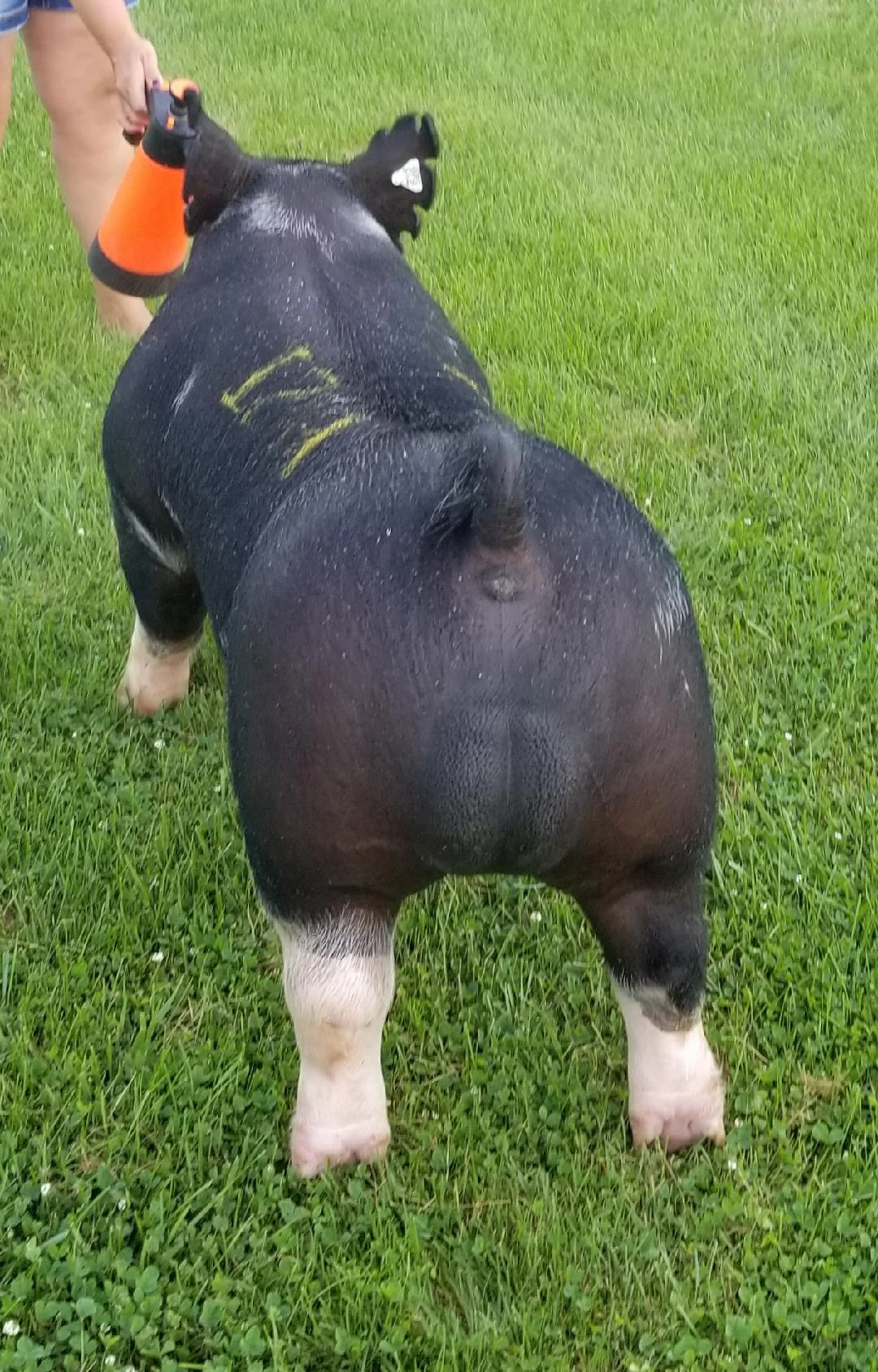 Big Boom Rear.jpg