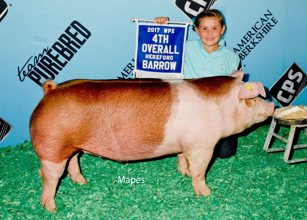 4th Overall Hereford Barrow WPX Shown By Hannah Shanafelt, IN.jpg