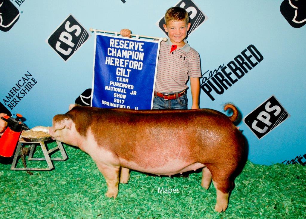 Reserve Champion Hereford Gilt Team Purebred Jr.jpg