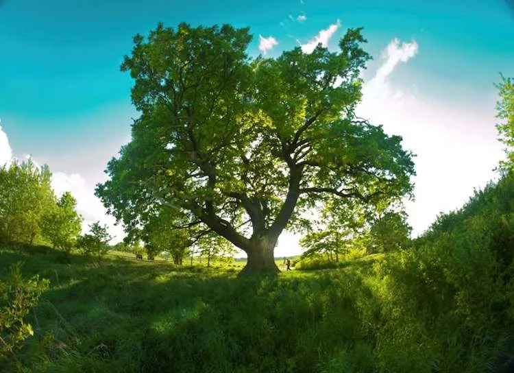 750px-Oak-tree-Poland-EuropeanTreeoftheYearPhoto.jpg