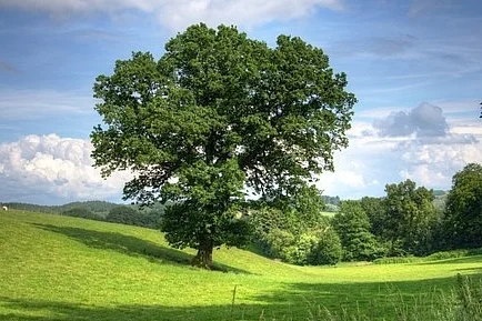 tree-402953__340.jpg