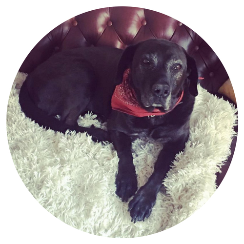 Jack Culligan Chief Barketing Officer Jack keeps the squirrels at bay and ensures all shipping boxes are properly broken down in addition to instituting a revolutionary mandatory hourly belly rub policy, a first in the industry.