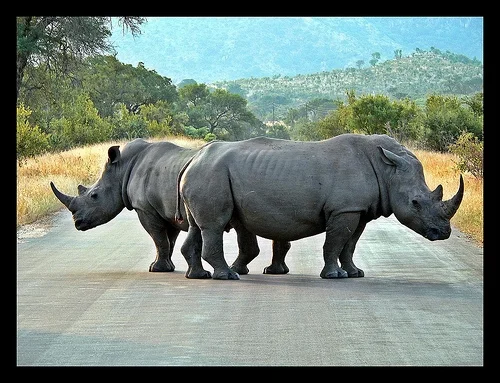 rhinoroadblock.jpg