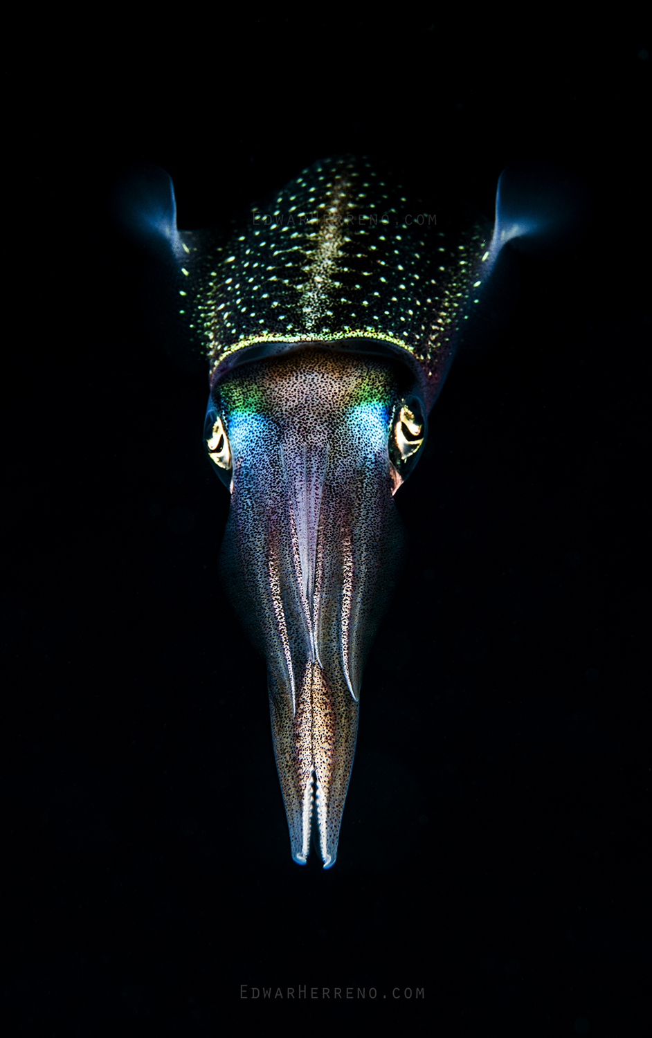 Caribbean Reef Squid. Utila - Honduras.