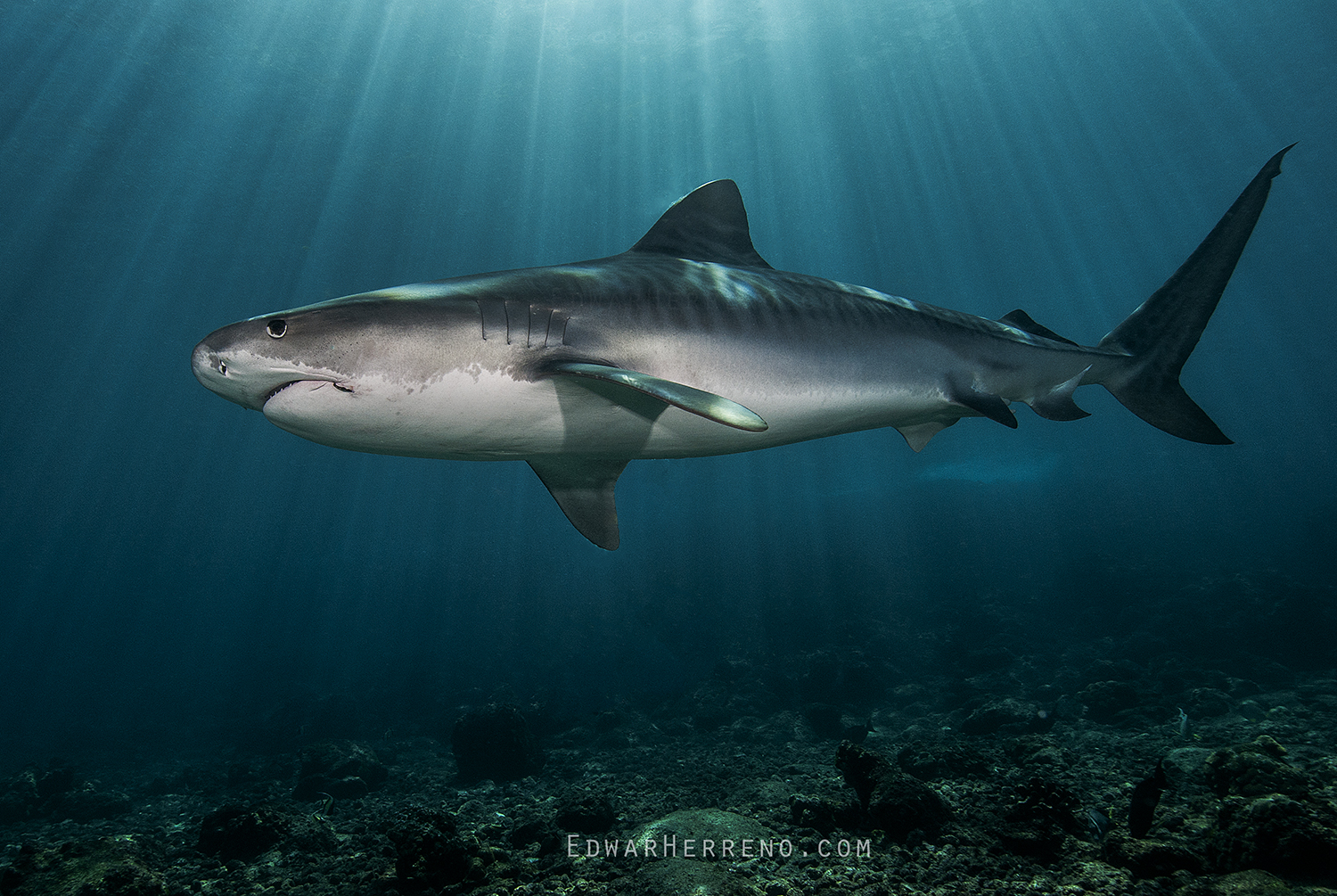 Tiger Shark. Cocos Island - Costa Rica.