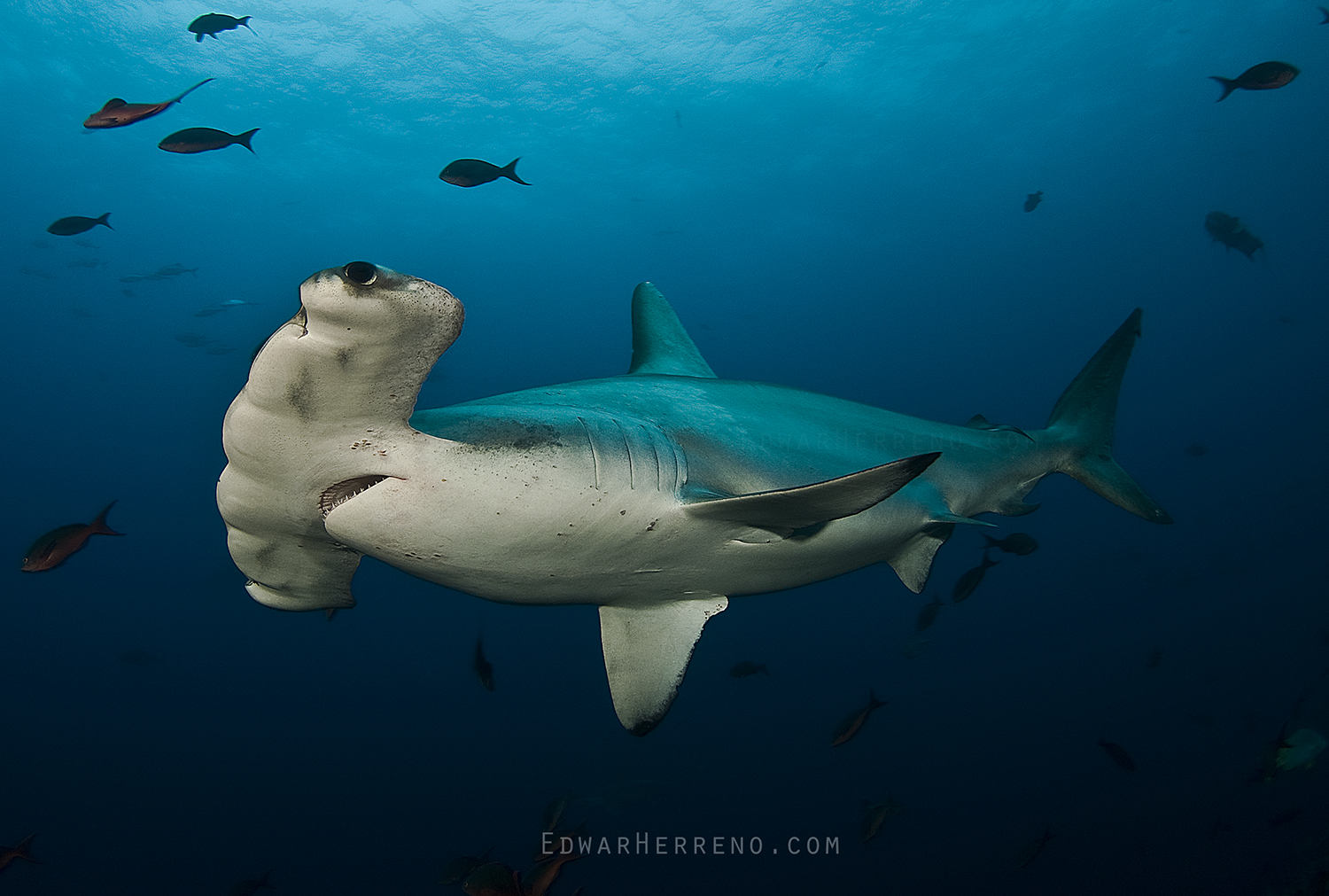 Scalloped Hammerhead Shark. Cocos Island - Costa Rica.