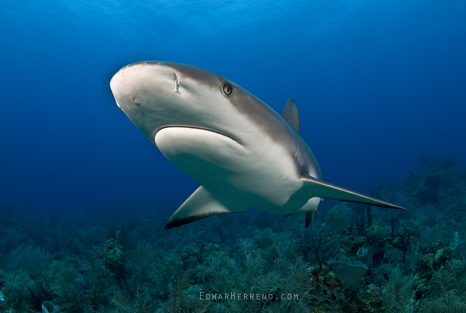 Caribbean Reef Shark. Roatan - Honduras.