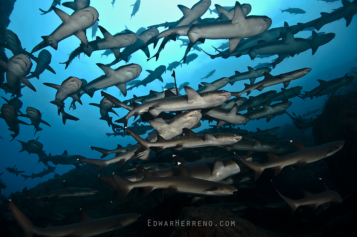 Whitetip Reef Shark Hunting. Cocos Island - Costa Rica.