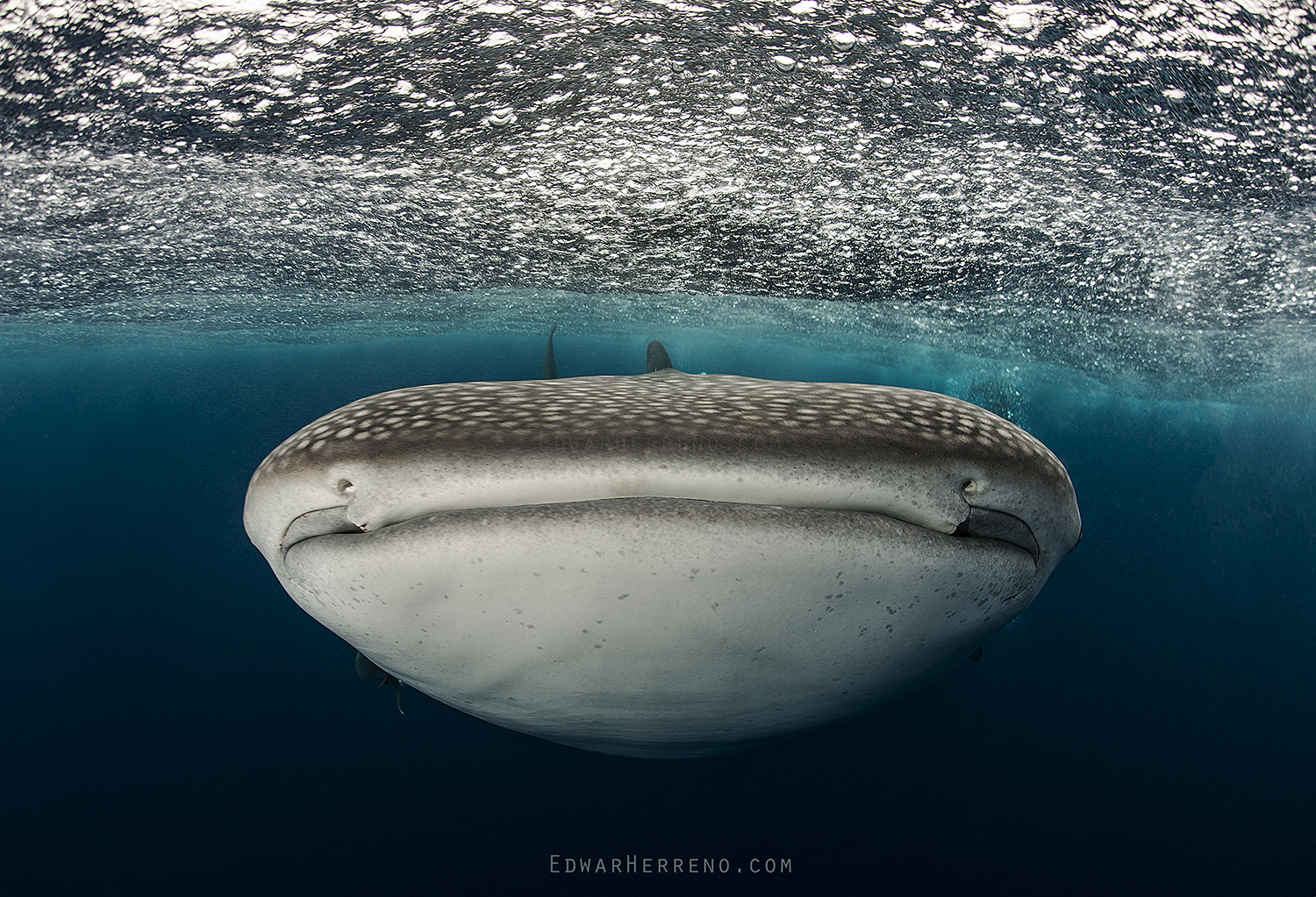 Whale Shark - Alcyone. Cocos Island - Costa Rica.