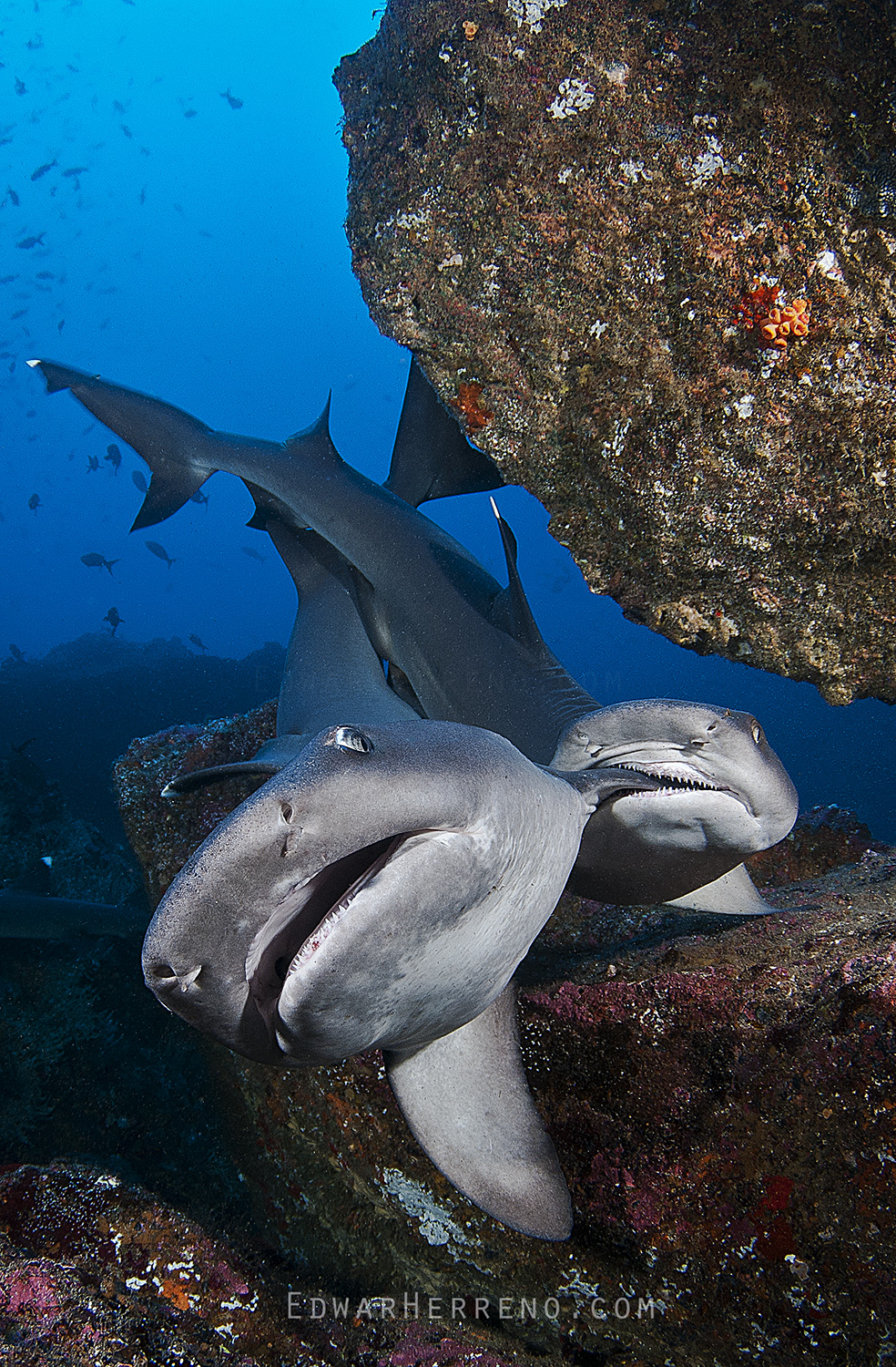 Whitetip Reef Sharks Mating - Dirty Rock. Cocos Island - Costa Rica.