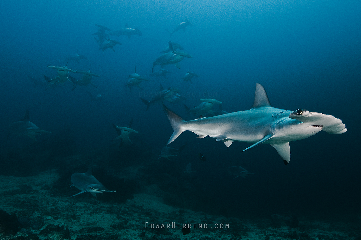 Scalloped Hammer Heads. Malpelo - Colombia.