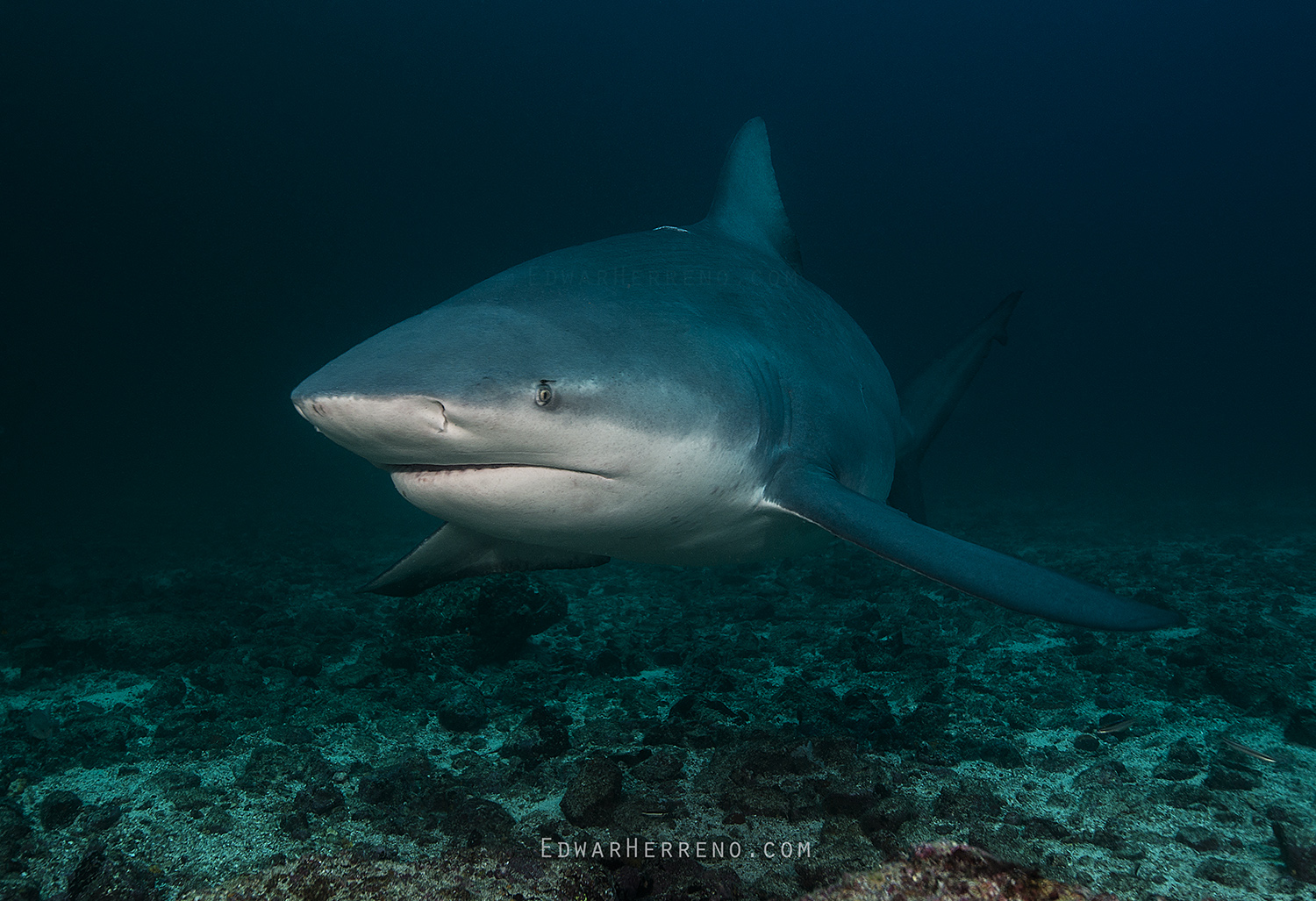 Bull Shark. Big Scare/BatIsland - Costa Rica.